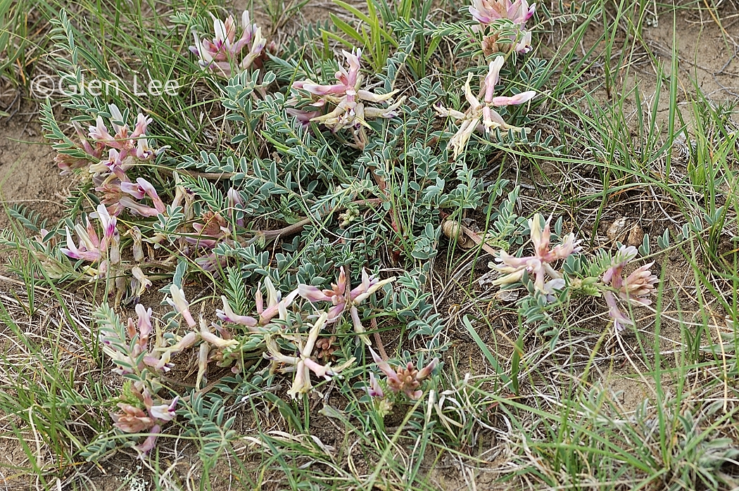 Astragalus crassicarpus photos Saskatchewan Wildflowers